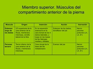 Miembro superior. Músculos del
               compartimiento anterior de la pierna

Músculo             Origen               Inserción                  Acción           Inervación

Extensor    2/3 superiores de la    En la expansión        Extensor de los dedos,   Nervio
largo de    cara anterior de la     extensora en la        dorsiflexor del pie      peroneo
los dedos   fíbula, membrana        cara dorsal de los 4                            profundo (L4,
            interósea, cóndilo      dedos laterales, y                              L5, S1)
            lateral de la tibia     luego en las bases
                                    de las falanges
                                    medias y distales
Peroneo     Tercio inferior de la   Cara dorsal de la      Eversor del pie          Nervio
tercero     cara anterior de la     base del 5to                                    peroneo
            fíbula y membrana       metatarsiano                                    profundo (L4,
            interósea                                                               L5, S1)
 