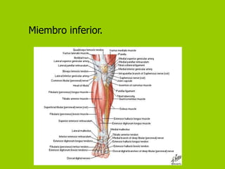 Miembro inferior.
 