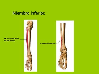 Miembro inferior.




M. extensor largo
de los dedos
                       M. peroneo tercero
 