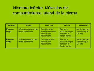 Miembro inferior. Músculos del
     compartimiento lateral de la pierna

 Músculo            Origen                   Inserción           Acción           Inervación

Peroneo    2/3 superiores de la cara   Cara lateral del     Eversor y           Nervio peroneo
largo      lateral de la fíbula        cuneiforme medial,   abductor del pie,   superficial (L4,
                                       base del 1er         asiste en la        L5, S1)
                                       metatarsiano         flexión plantar
Peroneo    2/3 inferiores de la cara   Cara lateral de la   Eversor y           Nervio peroneo
corto      lateral de la fíbula        base del 5to         abductor del pie,   superficial (L4,
                                       metatarsiano         asiste en la        L5, S1)
                                                            flexión plantar
 
