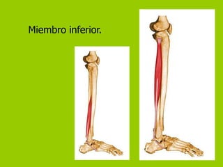 Miembro inferior.
 