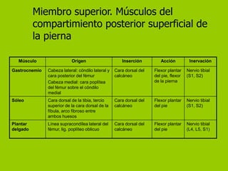 Miembro superior. Músculos del
          compartimiento posterior superficial de
          la pierna

  Músculo                  Origen                     Inserción         Acción          Inervación

Gastrocnemio   Cabeza lateral: cóndilo lateral y   Cara dorsal del   Flexor plantar    Nervio tibial
               cara posterior del fémur            calcáneo          del pie, flexor   (S1, S2)
               Cabeza medial: cara poplítea                          de la pierna
               del fémur sobre el cóndilo
               medial
Sóleo          Cara dorsal de la tibia, tercio     Cara dorsal del   Flexor plantar    Nervio tibial
               superior de la cara dorsal de la    calcáneo          del pie           (S1, S2)
               fíbula, arco fibroso entre
               ambos huesos
Plantar        Línea supracondílea lateral del     Cara dorsal del   Flexor plantar    Nervio tibial
delgado        fémur, lig. poplíteo oblicuo        calcáneo          del pie           (L4, L5, S1)
 