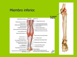 Miembro inferior.
                    M. plantar
                    delgado
 