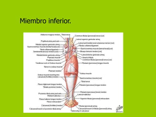 Miembro inferior.
 