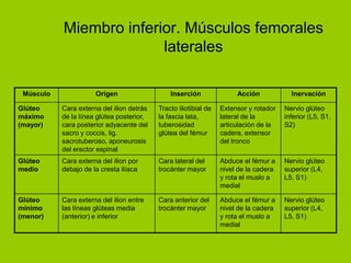 Miembro inferior. Músculos femorales
                         laterales

 Músculo              Origen                   Inserción               Acción            Inervación

Glúteo     Cara externa del ilion detrás   Tracto iliotibial de   Extensor y rotador   Nervio glúteo
máximo     de la línea glútea posterior,   la fascia lata,        lateral de la        inferior (L5, S1,
(mayor)    cara posterior adyacente del    tuberosidad            articulación de la   S2)
           sacro y coccis, lig.            glútea del fémur       cadera, extensor
           sacrotuberoso, aponeurosis                             del tronco
           del erector espinal
Glúteo     Cara externa del ilion por      Cara lateral del       Abduce el fémur a    Nervio glúteo
medio      debajo de la cresta ilíaca      trocánter mayor        nivel de la cadera   superior (L4,
                                                                  y rota el muslo a    L5, S1)
                                                                  medial

Glúteo     Cara externa del ilion entre    Cara anterior del      Abduce el fémur a    Nervio glúteo
mínimo     las líneas glúteas media        trocánter mayor        nivel de la cadera   superior (L4,
(menor)    (anterior) e inferior                                  y rota el muslo a    L5, S1)
                                                                  medial
 
