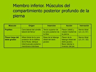 Miembro inferior. Músculos del
           compartimiento posterior profundo de la
           pierna

    Músculo                Origen                  Inserción              Acción           Inervación

Poplíteo           Cara lateral del cóndilo   Tercio superior de     Flexor (débil) y     Nervio tibial
                   lateral del fémur          la cara posterior de   rotador medial de    (L4, L5, S1)
                                              la tibia               la pierna
Flexor largo del   Mitad distal de la cara    Base de la falange     Flexor de la         Nervio tibial
dedo grueso        posterior de la diáfisis   distal del dedo        falange distal del   (L5, S1, S2)
                   de la fíbula, tabique      grueso                 dedo grueso,
                   intermuscular posterior,                          flexor plantar e
                   membrana interósea                                inversor del pie
 