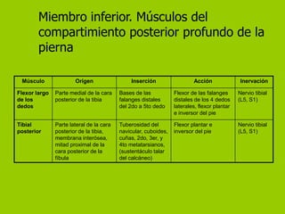 Miembro inferior. Músculos del
        compartimiento posterior profundo de la
        pierna

 Músculo               Origen                 Inserción                  Acción               Inervación

Flexor largo   Parte medial de la cara    Bases de las           Flexor de las falanges      Nervio tibial
de los         posterior de la tibia      falanges distales      distales de los 4 dedos     (L5, S1)
dedos                                     del 2do a 5to dedo     laterales, flexor plantar
                                                                 e inversor del pie

Tibial         Parte lateral de la cara   Tuberosidad del        Flexor plantar e            Nervio tibial
posterior      posterior de la tibia,     navicular, cuboides,   inversor del pie            (L5, S1)
               membrana interósea,        cuñas, 2do, 3er, y
               mitad proximal de la       4to metatarsianos,
               cara posterior de la       (sustentáculo talar
               fíbula                     del calcáneo)
 
