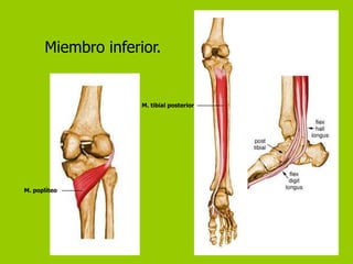 Miembro inferior.


                    M. tibial posterior




M. poplíteo
 