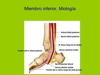 Miembro inferior. Miología




                                                  Arteria tibial posterior

                                                  Nervio tibial posterior




                                               M. flexor largo de los dedos


                                                Nervio calcáneo medio
Tendón del m. tibial posterior




                                           Nervio plantar lateral

                                           Nervio plantar medial
                                 Tendón del m. flexor largo del dedo grueso
 