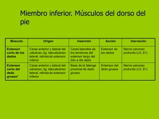 Miembro inferior. Músculos del dorso del
            pie

  Músculo                Origen                   Inserción           Acción           Inervación

Extensor       Caras anterior y lateral del   Caras laterales de   Extensor de    Nervio peroneo
corto de los   calcáneo, lig. talocalcáneo    los tendones del     los dedos      profundo (L5, S1)
dedos          lateral, retináculo extensor   extensor largo del
               inferior                       2do a 4to dedo
Extensor       Caras anterior y lateral del   Base de la falange   Entensor del   Nervio peroneo
corto del      calcáneo, lig. talocalcáneo    proximal de dedo     dedo grueso    profundo (L5, S1)
dedo           lateral, retináculo extensor   grueso
grueso*        inferior
 