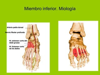 Miembro inferior. Miología



 Arteria pedia dorsal


Nervio fibular profundo



    M. extensor corto del
    dedo grueso

    M. Extensor corto
    de los dedos
 