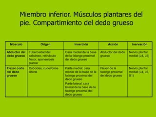 Miembro inferior. Músculos plantares del
        pie. Compartimiento del dedo grueso

  Músculo              Origen                Inserción                Acción           Inervación

Abductor del   Tuberosidad del        Cara medial de la base     Abductor del dedo   Nervio plantar
dedo grueso    calcáneo, retináculo   de la falange proximal     grueso              medial (L4, L5)
               flexor, aponeurosis    del dedo grueso
               plantar
Flexor corto   Cuboides, cuneiforme   Parte medial: cara         Flexor de la        Nervio plantar
del dedo       lateral                medial de la base de la    falange proximal    medial (L4, L5,
grueso                                falange proximal del       del dedo grueso     S1)
                                      dedo grueso
                                      Parte lateral: cara
                                      lateral de la base de la
                                      falange proximal del
                                      dedo grueso
 