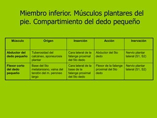 Miembro inferior. Músculos plantares del
        pie. Compartimiento del dedo pequeño

   Músculo             Origen                Inserción              Acción               Inervación


Abductor del   Tuberosidad del           Cara lateral de la   Abductor del 5to       Nervio plantar
dedo pequeño   calcáneo, aponeurosis     falange proximal     dedo                   lateral (S1, S2)
               plantar                   del 5to dedo
Flexor corto   Base del 5to              Cara lateral de la   Flexor de la falange   Nervio plantar
del dedo       metatarsiano, vaina del   base de la           proximal del 5to       lateral (S1, S2)
pequeño        tendón del m. peroneo     falange proximal     dedo
               largo                     del 5to dedo
 