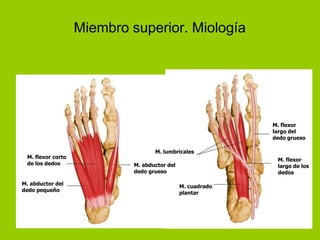 Miembro superior. Miología




                                                            M. flexor
                                                            largo del
                                                            dedo grueso

                                   M. lumbricales
 M. flexor corto                                             M. flexor
 de los dedos               M. abductor del                  largo de los
                            dedo grueso                      dedos

M. abductor del                               M. cuadrado
dedo pequeño                                  plantar
 