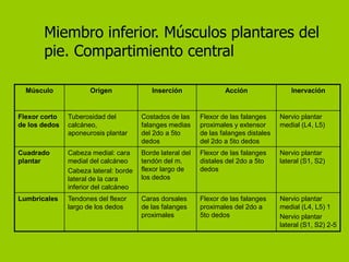 Miembro inferior. Músculos plantares del
       pie. Compartimiento central

  Músculo             Origen              Inserción                Acción                 Inervación


Flexor corto   Tuberosidad del         Costados de las     Flexor de las falanges     Nervio plantar
de los dedos   calcáneo,               falanges medias     proximales y extensor      medial (L4, L5)
               aponeurosis plantar     del 2do a 5to       de las falanges distales
                                       dedos               del 2do a 5to dedos
Cuadrado       Cabeza medial: cara     Borde lateral del   Flexor de las falanges     Nervio plantar
plantar        medial del calcáneo     tendón del m.       distales del 2do a 5to     lateral (S1, S2)
               Cabeza lateral: borde   flexor largo de     dedos
               lateral de la cara      los dedos
               inferior del calcáneo
Lumbricales    Tendones del flexor     Caras dorsales      Flexor de las falanges     Nervio plantar
               largo de los dedos      de las falanges     proximales del 2do a       medial (L4, L5) 1
                                       proximales          5to dedos                  Nervio plantar
                                                                                      lateral (S1, S2) 2-5
 