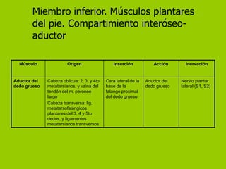 Miembro inferior. Músculos plantares
       del pie. Compartimiento interóseo-
       aductor

  Músculo               Origen                  Inserción           Acción       Inervación


Aductor del   Cabeza oblicua: 2, 3, y 4to   Cara lateral de la   Aductor del   Nervio plantar
dedo grueso   metatarsianos, y vaina del    base de la           dedo grueso   lateral (S1, S2)
              tendón del m. peroneo         falange proximal
              largo                         del dedo grueso
              Cabeza transversa: lig.
              metatarsofalángicos
              plantares del 3, 4 y 5to
              dedos, y ligamentos
              metatarsianos transversos
 