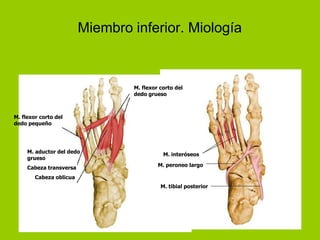 Miembro inferior. Miología



                                 M. flexor corto del
                                 dedo grueso



M. flexor corto del
dedo pequeño




     M. aductor del dedo                    M. interóseos
     grueso
                                          M. peroneo largo
     Cabeza transversa
        Cabeza oblicua
                                           M. tibial posterior
 