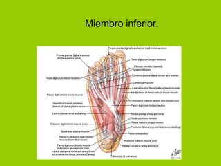Miembro inferior.
 