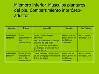 Miembro inferior. Músculos plantares
        del pie. Compartimiento interóseo-
        aductor

 Músculo        Origen                 Inserción                  Acción            Inervación


Interóseos   Caras           Bases de las falanges            Abductor de los    Nervio plantar
dorsales     adyacentes de   proximales                       dedos, flexor de   lateral (S1, S2)
             los             1er: cara medial de la falange   las falanges
             metatarsianos   proximal del 2do dedo            proximales
                             2,3 y 4to: caras laterales de
                             las falanges proximales del 2,
                             3, y 4to dedos
Interóseos   Bases y caras   Caras mediales de las bases      Aductor de los     Nervio plantar
plantares    mediales del    de las falanges proximales del   dedos, flexor de   lateral (S1, S2)
             3, 4, y 5to     3, 4, y 5to dedos                las falanges
             metatarsianos                                    proximales
 