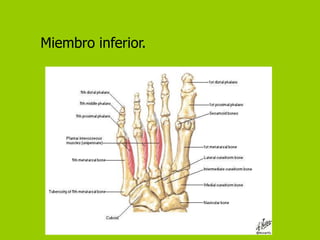 Miembro inferior.
 