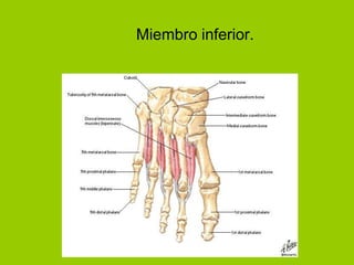 Miembro inferior.
 