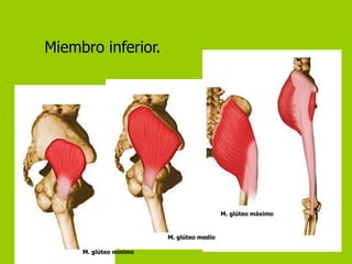 Miembro inferior.




                                          M. glúteo máximo



                        M. glúteo medio

     M. glúteo mínimo
 