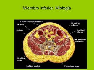 Miembro inferior. Miología


    M. recto anterior del abdomen
                                            M. oblicuo
 M. psoas                                   externo


M. ilíaco                                         M. oblicuo
                                                  interno



                                                M. transverso
                                                abdominal




 M. glúteo
 medio


             M. glúteo máximo       Promontorio sacro
 