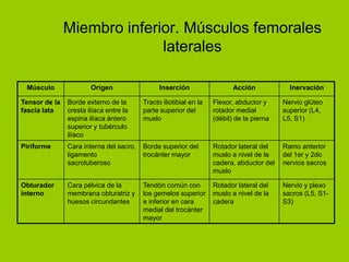 Miembro inferior. Músculos femorales
                             laterales

 Músculo               Origen                  Inserción                  Acción            Inervación

Tensor de la   Borde externo de la       Tracto iliotibial en la   Flexor, abductor y     Nervio glúteo
fascia lata    cresta ilíaca entre la    parte superior del        rotador medial         superior (L4,
               espina ilíaca ántero      muslo                     (débil) de la pierna   L5, S1)
               superior y tubérculo
               ilíaco
Piriforme      Cara interna del sacro,   Borde superior del        Rotador lateral del    Ramo anterior
               ligamento                 trocánter mayor           muslo a nivel de la    del 1er y 2do
               sacrotuberoso                                       cadera, abductor del   nervios sacros
                                                                   muslo

Obturador      Cara pélvica de la        Tendón común con          Rotador lateral del    Nervio y plexo
interno        membrana obturatriz y     los gemelos superior      muslo a nivel de la    sacros (L5, S1-
               huesos circundantes       e inferior en cara        cadera                 S3)
                                         medial del trocánter
                                         mayor
 