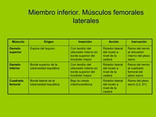 Miembro inferior. Músculos femorales
                         laterales

 Músculo             Origen               Inserción            Acción          Inervación

Gemelo     Espina del isquion       Con tendón del         Rotador lateral   Rama del nervio
superior                            obturador interno en   del muslo a       al obturador
                                    borde superior del     nivel de la       interno del plexo
                                    trocánter mayor        cadera            sacro
Gemelo     Borde superior de la     Con tendón del         Rotador lateral   Rama del nervio
inferior   tuberosidad isquiática   obturador interno en   del muslo a       al cuadrado
                                    borde superior del     nivel de la       femoral del
                                    trocánter mayor        cadera            plexo sacro
Cuadrado   Borde lateral de la      Bajo la cresta         Rotador lateral   Rama del plexo
femoral    tuberosidad isquiática   intertrocantérica      del muslo a       sacro (L5, S1)
                                                           nivel de la
                                                           cadera
 
