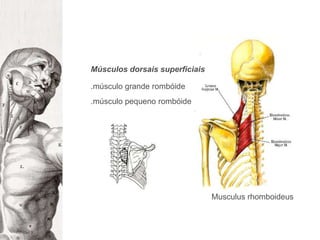 Músculos dorsais superficiais.músculo grande rombóide.músculo pequeno rombóideMusculusrhomboideus