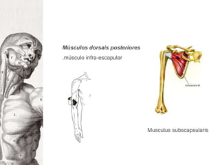 Músculos dorsais posteriores.músculo infra-escapularMusculussubscapsularis