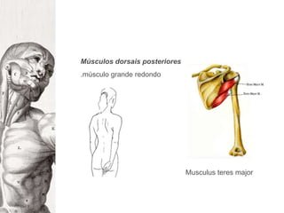 Músculos dorsais posteriores.músculo grande redondoMusculus teres major