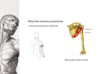 Músculos dorsais posteriores.músculo pequeno redondoMusculus teres minor