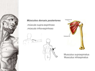 Músculos dorsais posteriores.músculo supra-espinhoso.músculo infra-espinhosoMusculussupraspinatusMusculusinfraspinatus