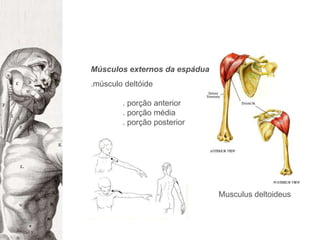 Músculos externos da espádua.músculo deltóide. porção anterior. porção média. porção posteriorMusculusdeltoideus
