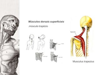 Músculos dorsais superficiais.músculo trapézioMusculustrapezius