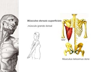 Músculos dorsais superficiais.músculo grande dorsalMusculuslatissimusdorsi