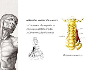 Músculos vertebrais laterais.músculo escaleno posterior.músculo escaleno médio.músculo escaleno anteriorMusculusscalenus