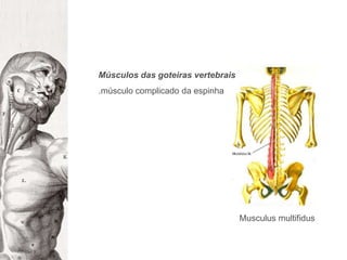 Músculos das goteiras vertebrais.músculo complicado da espinha Musculusmultifidus