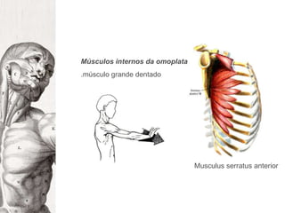 Músculos internos da omoplata.músculo grande dentadoMusculusserratus anterior 