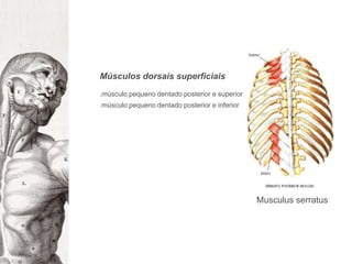 Músculos dorsais superficiais.músculo pequeno dentado posterior e superior.músculo pequeno dentado posterior e inferiorMusculusserratus