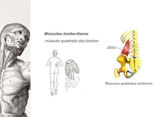 Músculos lombo-ilíacos.músculo quadrado dos lombosMusculusquadratuslumborum