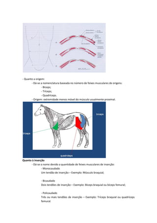 - Quanto a origem:
- Dá-se a nomenclatura baseada no número de feixes musculares de origens:
- Bíceps;
- Tríceps;
- Quadríceps.
- Origem: extremidade menos móvel do músculo usualmente proximal.
Quanto à inserção
- Dá-se o nome devido a quantidade de feixes musculares de inserção:
- Monocaudado
Um tendão de inserção – Exemplo: Músculo braquial;
- Bicaudado
Dois tendões de inserção – Exemplo: Bíceps braquial ou bíceps femural;
- Policaudado
Três ou mais tendões de inserção – Exemplo: Tríceps braquial ou quadríceps
femural.
 