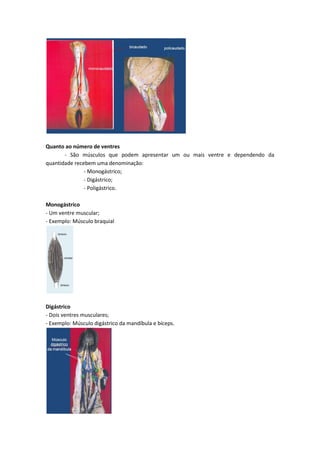 Quanto ao número de ventres
- São músculos que podem apresentar um ou mais ventre e dependendo da
quantidade recebem uma denominação:
- Monogástrico;
- Digástrico;
- Poligástrico.
Monogástrico
- Um ventre muscular;
- Exemplo: Músculo braquial
Digástrico
- Dois ventres musculares;
- Exemplo: Músculo digástrico da mandíbula e bíceps.
 