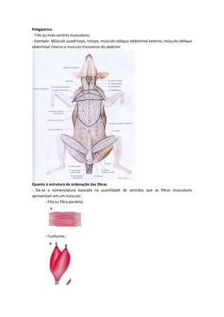 Poligástrico
- Três ou mais ventres musculares;
- Exemplo: Músculo quadríceps, tríceps, músculo oblíquo abdominal externo, músculo oblíquo
abdominal interno e músculo transverso do abdome.
Quanto à estrutura de ordenação das fibras
- Dá-se a nomenclatura baseada na quantidade de sentidos que as fibras musculares
apresentam em um músculo:
- Fita ou fibra paralela;
- Fusiforme;
 