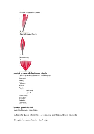 - Penado, unipenado ou cabo;
- Bipenado ou peniforme;
- Multipenado.
Quanto à forma de ação funcional do músculo
- Baseia-se na função exercida pelo músculo:
Extensor;
Flexor;
Abdutor;
Adutor;
Rotator
- Supinador
- Pronador
Esfinctérico;
Dilatador;
Elevador;
Depressor.
Quanto à ação do músculo
- Agonista: Quando o músculo age;
- Antagonista: Quando este contrapõe-se ao agonista, gerando o equilíbrio do movimento;
- Sinérgicos: Quando auxilia outro músculo a agir.
 