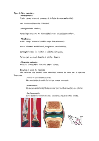 Tipos de fibras musculares
- Fibra vermelha:
Produz energia através de processos de fosforilação oxidativa (aeróbio);
Tem muitas mitocôndrias e citocromos;
Contração lenta e contínua;
Por exemplo: músculos dos membros torácicos e pélvicos dos mamíferos.
- Fibra branca:
Produz energia através do processo de glicólise (anaeróbio);
Possuir baixo teor de citocromos, mioglobinas e mitocôndrias;
Contração rápida e não resistem ao trabalho prolongado;
Por exemplo o músculo do peito da galinha e do peru.
- Fibras intermediárias:
Mesclado entre as fibras vermelhas e fibras brancas.
Estrutura de apoio dos músculos
São estruturas que servem como elementos passivos de apoio para o aparelho
locomotor:
- Fascias ou conexões musculares:
São os músculos do tecido fibroso que reveste o músculo;
- Bolsa sinovias:
São estruturas de tecido fibroso circular com líquido sinovial em seu interior;
- Bainhas sinoviais:
É uma bolsa sinovial semelhante a bolsa sinovial que reveste o tendão.
 