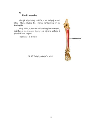 M. 
43 
Tibialis posterior 
Gornji pripoj ovog mišića je na zadnjoj strani tibije i fibule, silazi na dole i napred i zrak...