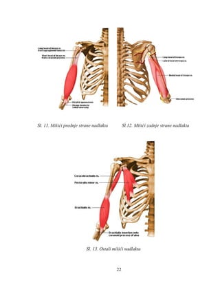 Sl. 11. Mišići prednje strane nadlakta Sl.12. Mišići zadnje strane nadlakta 
Sl. 13. Ostali mišići nadlakta 
22 
 