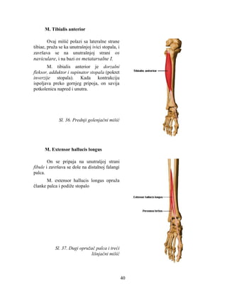 40 
M. Tibialis anterior 
Ovaj mišić polazi sa lateralne strane 
tibiae, pruža se ka unutrašnjoj ivici stopala, i 
završav...